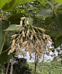 Image result for Kotschya strobilantha