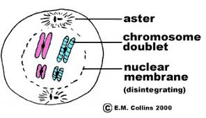 The stage before anaphase, metaphase, the chromosomes are pulled to the metaphase plate, in the middle of the cell. Lab Manual Exercise 2