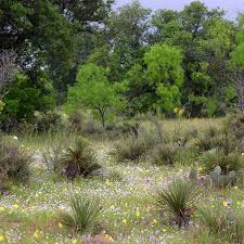 Image result for Ficalhoa laurifolia