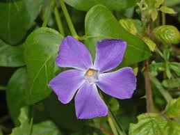 Image result for Apocynaceae subfamily Periplocoideae