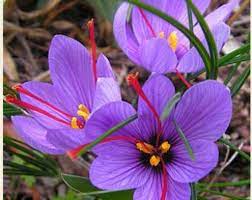 5 Huge Crocus Sativus Bulbs Etsy In 2021 Saffron Crocus Saffron Flower Crocus Bulbs