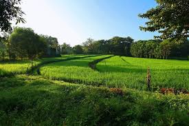 Pada postingan kali ini admin akan berbagi tentang gambar flora dan fauna di negara myanmar yang kami posting dengan judul unduh 4600 gamb. Julukan Negara Negara Asean Halaman All Kompas Com