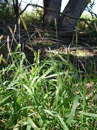 Image result for Sacciolepis rigens