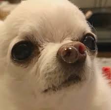 Faith Pickeringgod Twitter Funny Chihuahua Pictures Cute Animal Memes Funny Animal Pictures