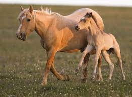 wild mustangs burros and pro horse advocates care2 groups beautiful horses wild wild horse pictures baby horses