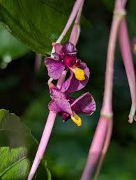 Image result for Marantochloa purpurea