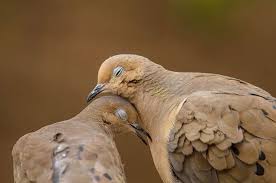 These Bird Couple Will Show You What Love Means Universe Of Nature Birds Animals Beautiful Pet Birds