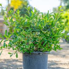 Image result for Pyracantha cf. crenulata