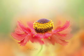 Use them in commercial designs under lifetime, perpetual & worldwide rights. Helenium Twirl Null Flower Photography Art Macro Photography Flowers Flowers