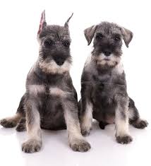 Instead, we provide a customized crop for every dog. Avocado Animal Hospital Veterinarian In Fallbrook Ca Us Ear Crops Avocado Animal Hospital Veterinarian In Fallbrook Ca Us