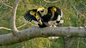 Hornbills have impressive neck muscles. Rare Footage Of Hornbills Mating In The Wild Cgtn