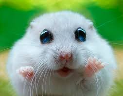 Image result for screaming hamster