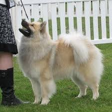 Eurasier puppies from northlakes eurasiers in carlisle, cumbria uk. Eurasier Puppies For Sale Off 65 Www Usushimd Com