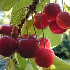 Check out the best in trees with articles like how to remove a tree stump: How To Grow Cherry Trees In Pots Dengarden