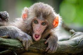 Maybe you would like to learn more about one of these? 550 Cute Monkey Pictures Download Free Images On Unsplash
