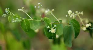 Image result for Helinus