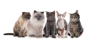 ‪Cat Breeds: How Can I Identify My Cat's Breed? | Oakland Veterinary  Referral Services‬‏