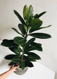 Image result for Ficus ottoniifolia