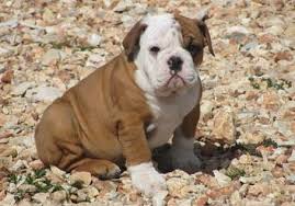 Of course as mom speaking, this is the best! English Bulldog Puppies For Adoption The Y Guide
