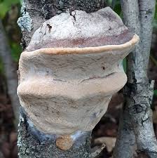 Image result for Phellinus pomaceus