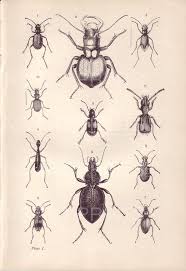 Black And White Insect Photos Antique Insect Print Vintage Beetle Print Antique Kirby Bookplate Black And White Lithograph Plate 1 Antique Insect Prints Insect Print Vintage Beetle Print
