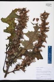 Image result for Acanthus montanus