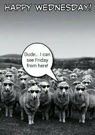 Wednesday Meme Sheep Animals Funny Animals