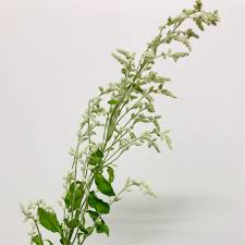 シルバーキャットの魅力！押し花とドライフラワーにもオススメな花！ - はなめも。～花屋のメモ帳～
