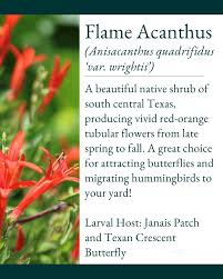 Image result for Anisacanthus