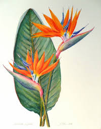 Painting Oil Painting Bird Of Paradise Flower Bird Of Paradise Botanical Painting Strelitzia Reginae Botanical Painting Plant Painting Art Painting