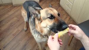 Vegetarian German Shepherd Youtube