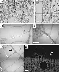 Image result for Centrolobium robustum