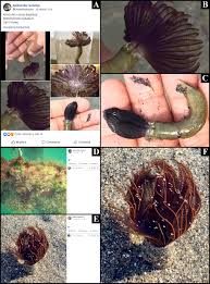 Image result for Alloeochaete namuliensis