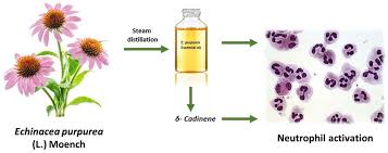 Image result for Vernonia nepetifolia