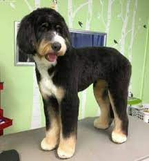 Beste 25 Doodle Haarschnitte Ideen Beste Doodle Haarschnitte Ideen Dog Grooming Dog Grooming Styles Goldendoodle Grooming