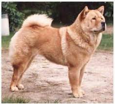 The tail is curled over the back. Chow Chow Dog Breed Pictures 4