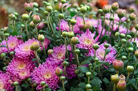 Browse 2,516 edible flower stock photos and images available, or search for flower food or herb to find more great stock photos and pictures. 40 Edible Flowers And How To Use Them