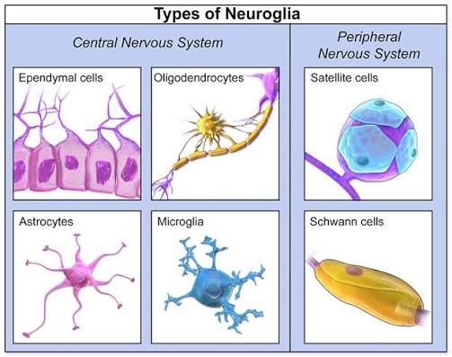 Types of neuroglia in the central and peripheral nervous systems