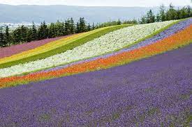 Pin On Lavender