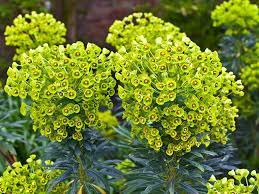 Browse through our plant database alphabetically How To Grow The Euphorbias Euphorbia Plant Care Saga