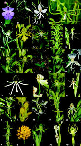 Image result for Habenaria clavata
