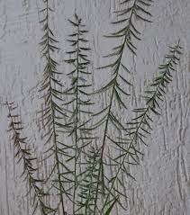 Image result for Dinebra retroflexa