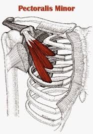 Tight Chest Muscles Why Your Upper Back Is The Key To Their Release Laguna Orthopedic Rehabilitation