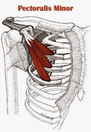 Functional anatomy of the extrinsic chest muscles and their pain patterns. Tight Chest Muscles Why Your Upper Back Is The Key To Their Release Laguna Orthopedic Rehabilitation
