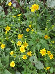 Image result for Landolphia glabra