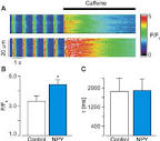 The effect of NPY on calcium signaling is mediated via Y 1 receptor ...