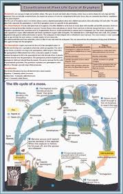 The bryophyte lifecycle consists of alternating generations between the haploid gametophyte and the diploid sporophyte. Classification Of Plant Life Cycle Of Bryophyte Iqbal Scientific Store
