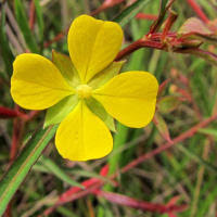 Metsul 50 Wp Anasac Herbicide