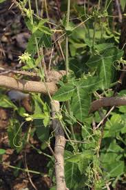 Image result for Basananthe triloba