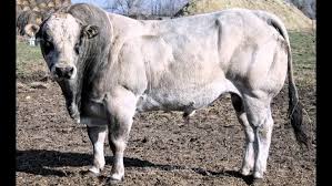 1,459 likes · 44 talking about this. Piedmontese Cattle Alchetron The Free Social Encyclopedia